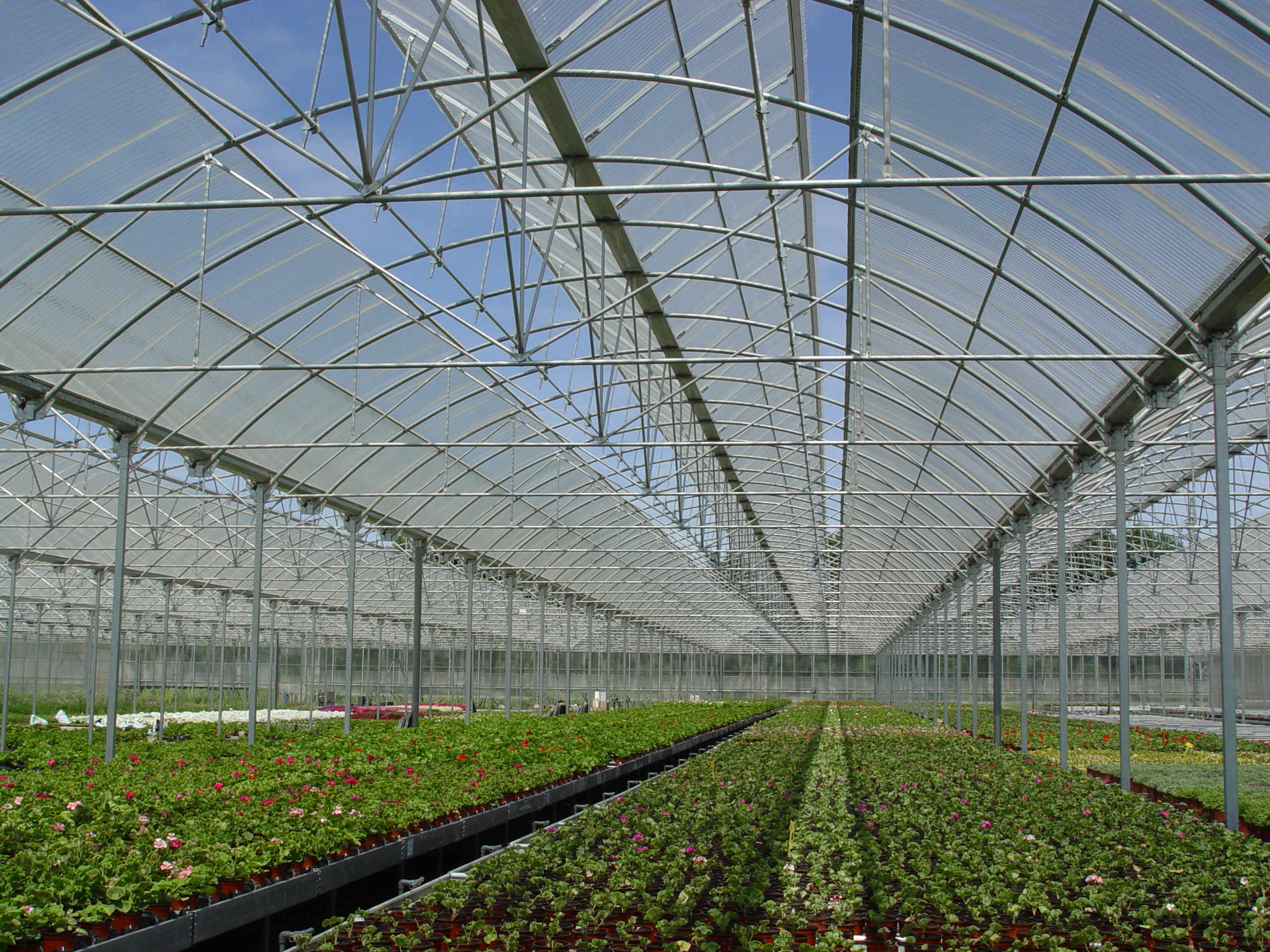 Interieur van een kas met heldere Macrolux Rooflite polycarbonaat golfplaten